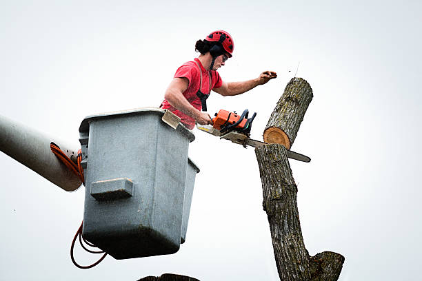 Reliable Shafer, MN Tree Care Solutions